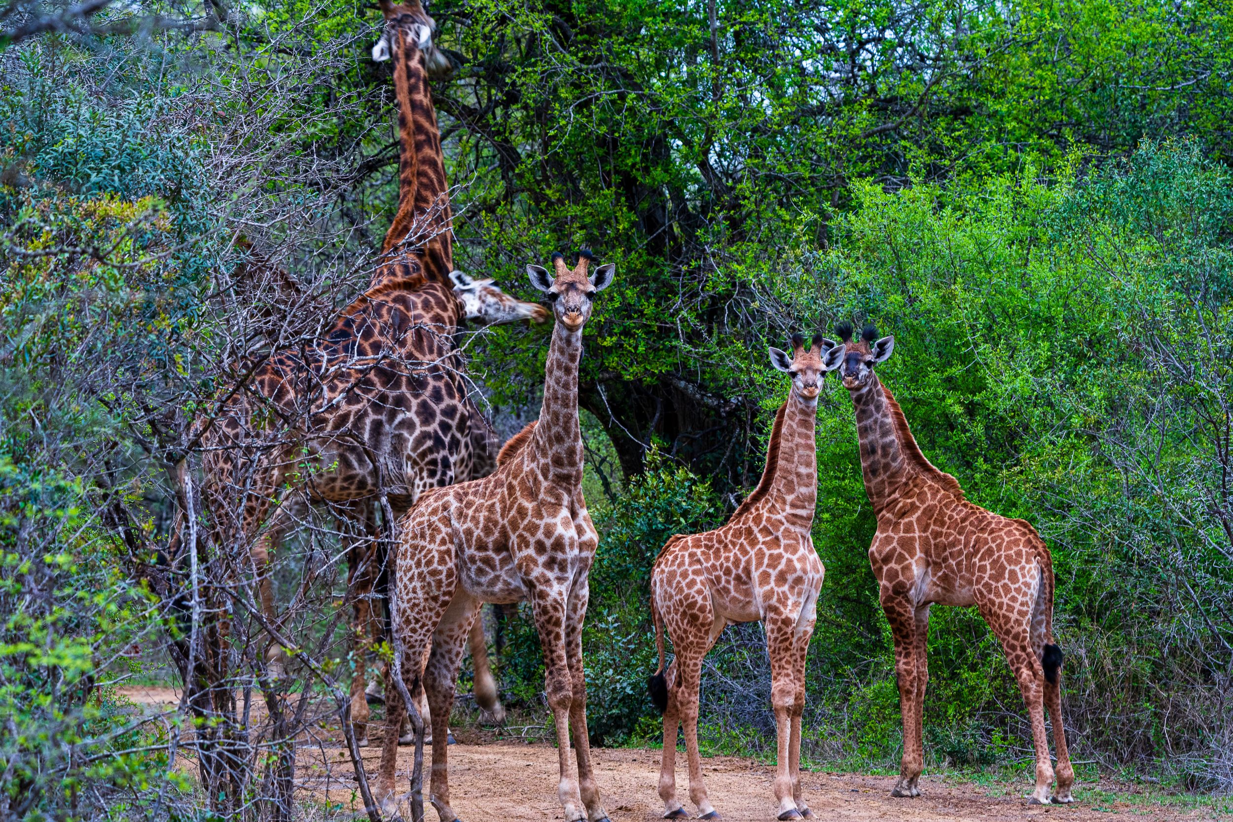 20231001 061659 Fotobuch Südafrika 04391